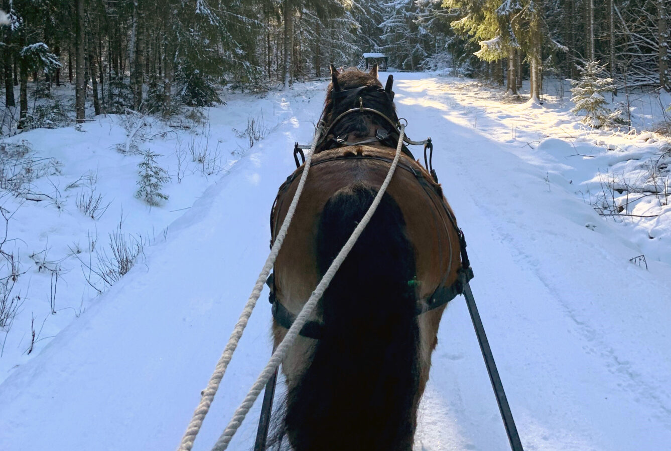 En häst drar en vagn längs en snöig skogsstig en solig dag.