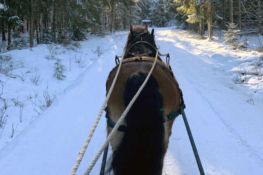 En häst drar en vagn längs en snöig skogsstig en solig dag.