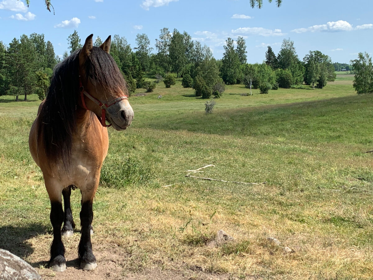 En brun häst med svart man står på ett gräsbevuxet fält med träd i bakgrunden under en klarblå himmel.