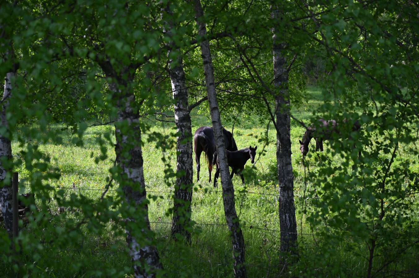 Tre kor som betar i ett grönt fält, delvis skymd av björkar och lövverk.