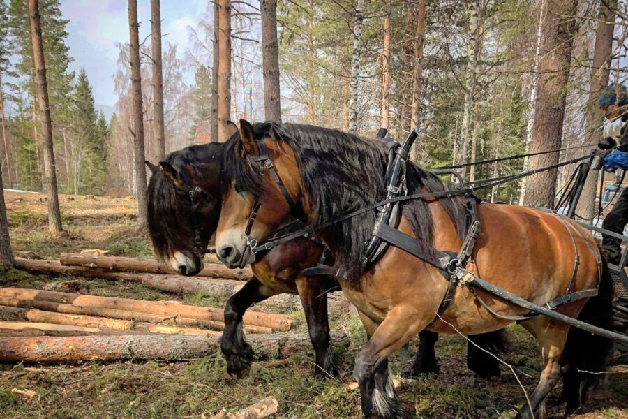 Två brukshästar som drar stockar genom en skog, spända till en trävagn.