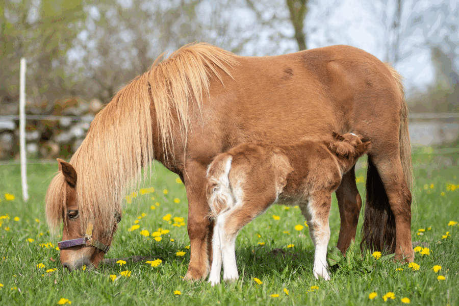 Foto: Linnea Ornstein