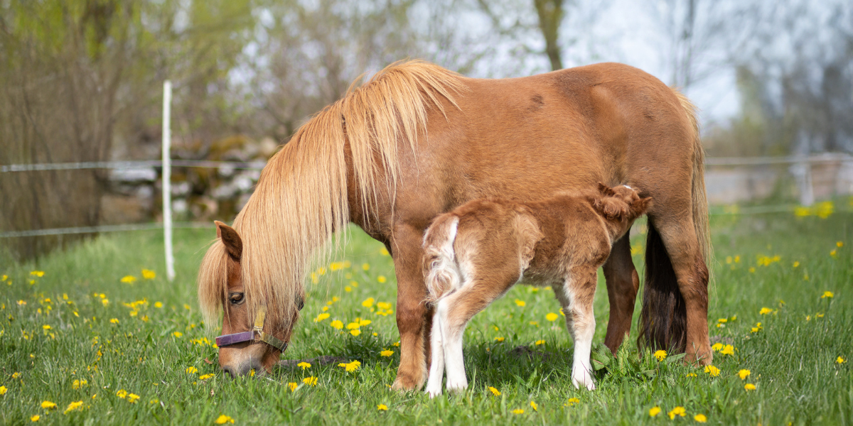 Foto: Linnea Ornstein