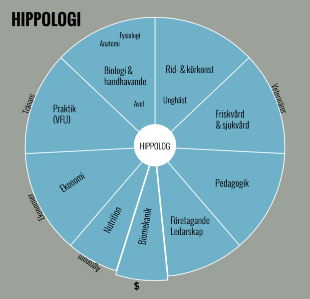 Tårtdiagram som visar fördelning över de olika bitarna inom hippologi