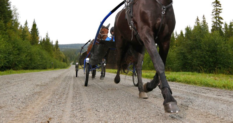 Hippologer tränar varmblodstravare på rakbana