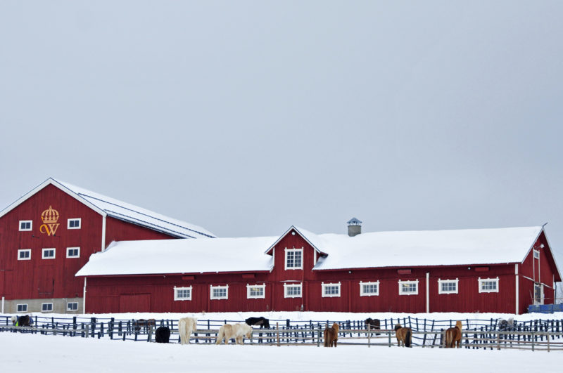Röd stalllänga på Wången islandhästar i vinterhagar snö på tak och mark