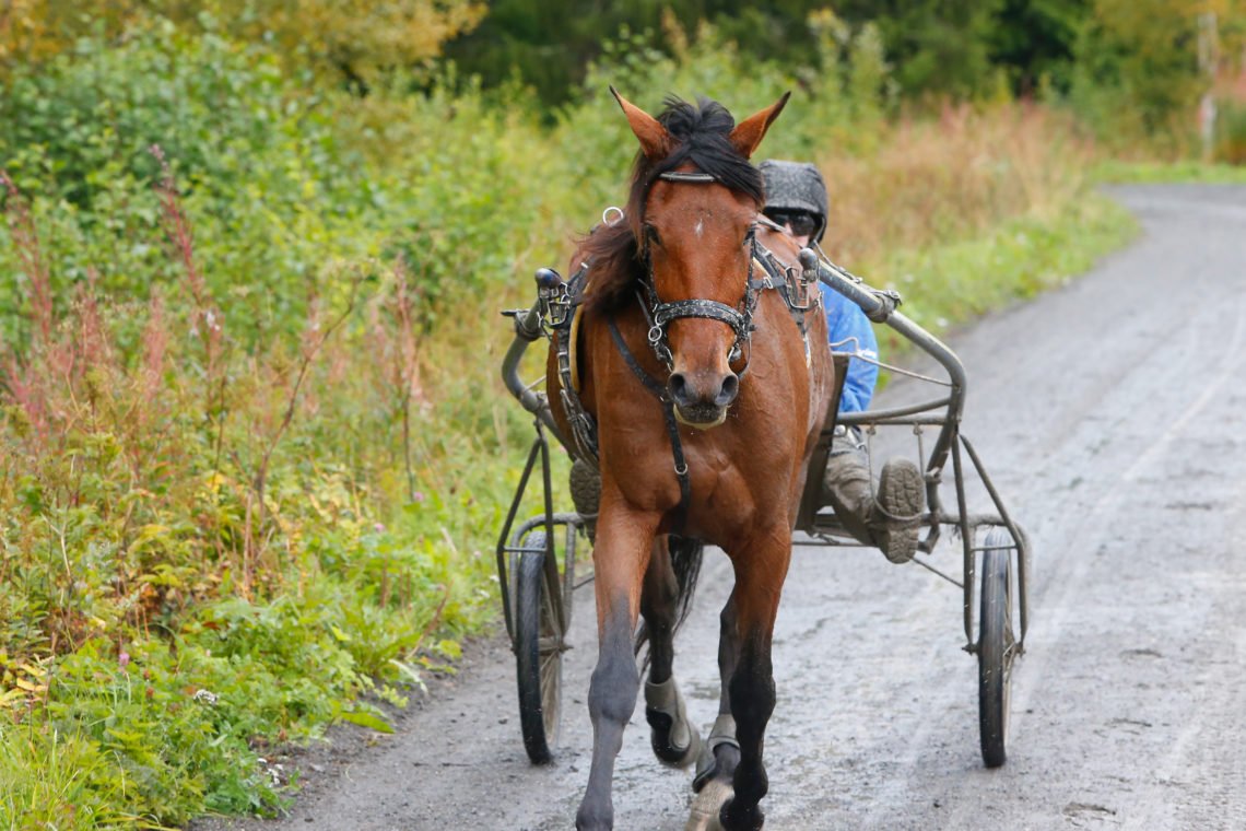 På hästskötarkurs trav kör deltagarna Wångens hästar. Här syns ett varmblod under motionspass i skogen