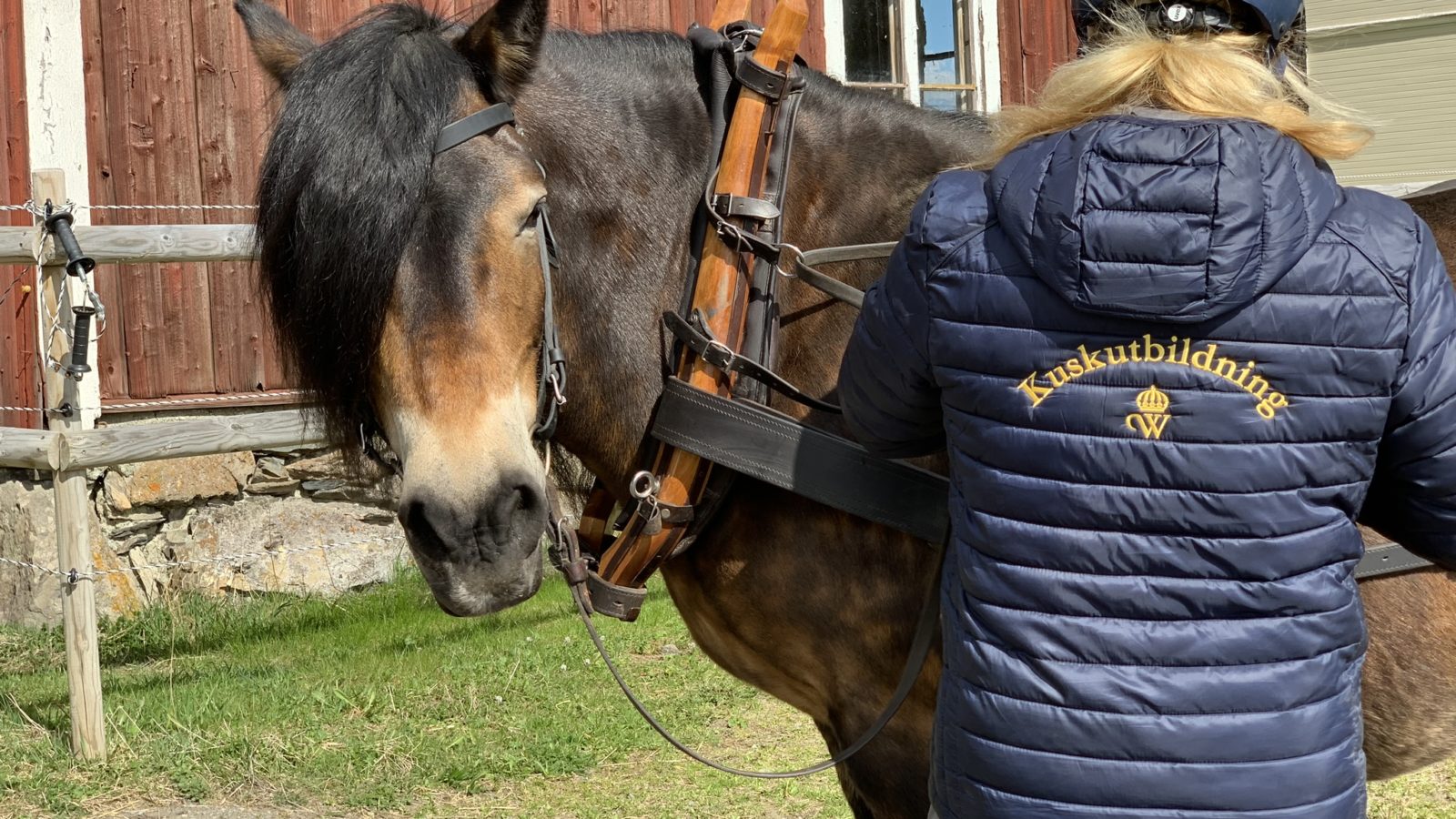 Nordsvensk brukshäst tittar in i kameran medan kvinna tar ned tömmarna. På kvinnans jacka står det kuskutbildning på ryggen