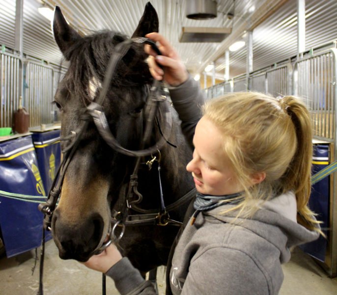 Student tränsar kallblodstravare i stallet