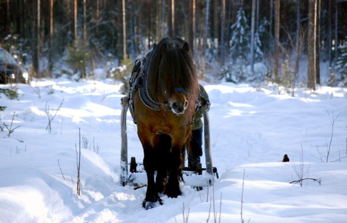 Brun nordsvensk med svart man syns framifrån dra stötting genom snön. I skogen i utbildningsort Rättvik.