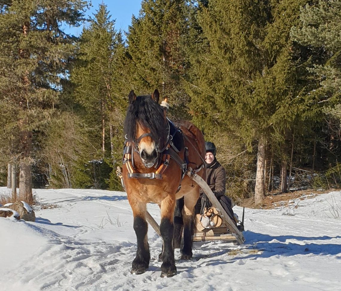 Nordsvensk brukshäst drar hem timmer från skogen