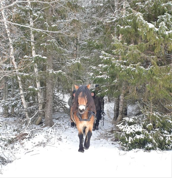 Nordsvensk brukshäst framifrån kommer ut genom skogen i vinterlandskap