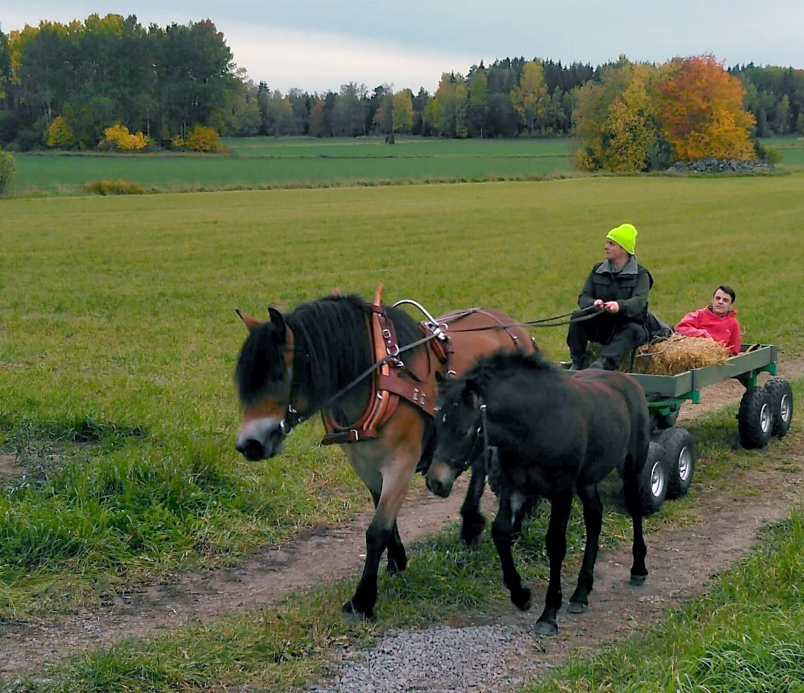 Nordsvensk brun häst drar vagn på en grusväg genom ett jordbrukslandskap. På kuskbocken sitter en kvinna och i vagnen ligger en man. Bredvid hästen går ett svart föl.