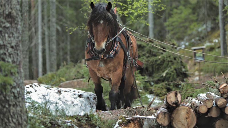Snickars brukshästar tar även skogsuppdrag. Här syns brun häst med svart man stå brevid ett timmerlass i skogen.