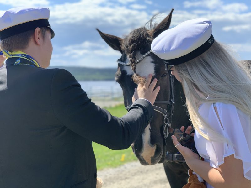 Kille i kostym och studentmösssa klappar en kallblodstravare i pannan. Bredvid står en flicka i vit känning och studentmössa