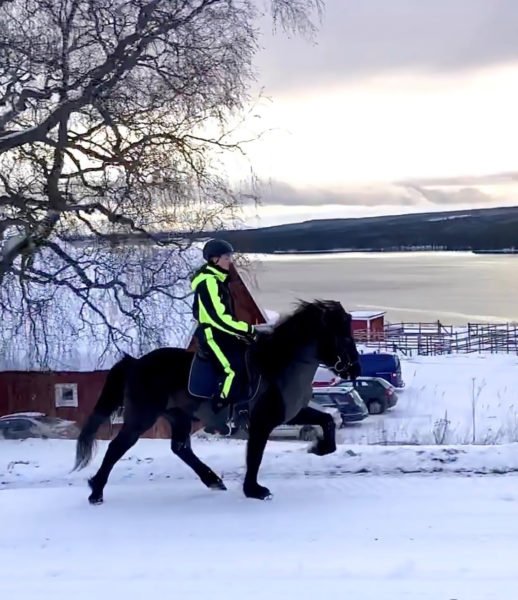 Islandshäst med hög aktion på vinterväg. Rytare i vinteroverall med detaljer i varselfärger. I bakgrunden syns stall, bilar och längre bort utsikt över Alsensjön. 