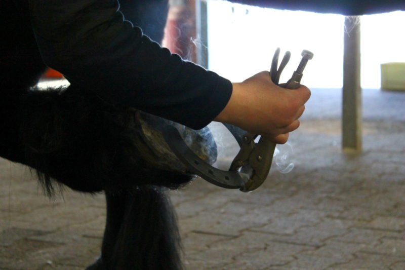 Hand håller i en tång som håller i en varm järnsko som det ryker om fem cm ovanför en brukshästs hov
