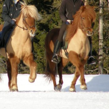 Hästskötarkurs islandshäst ingår ridlektioner i ridhus och ute på ovalbanan Här syns två islandshästar med ryttare utomhus på snöunderlag