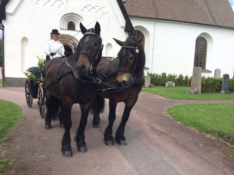 Kvinna klädd i vitt och hög hatt kör brukshästpar. I bakgrunden syns vit stenkyrka