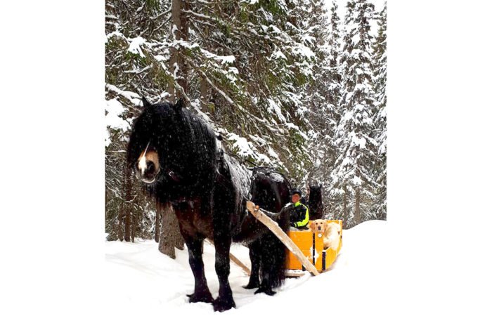 Nordsvensk brukshäst med lång man drar släde genom vinterlandskap. Snön ligger på granarna