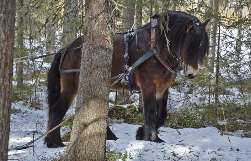 Nordsvensk häst i skogen med på marken