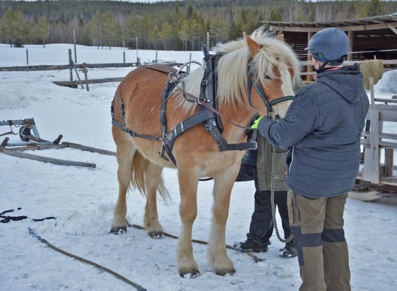 Fuxfärgad häst i snö spänns för av två personer