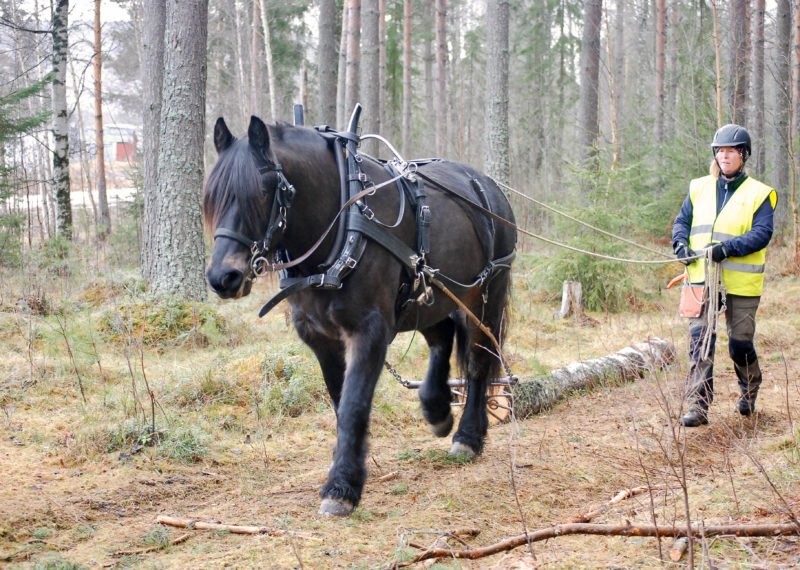 Mörk brukshäst drar en timmerstock på enkel skogsväg med kusk gående bakom sig
