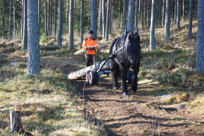 På en enkel skogsväg genom vackert gallrad tallskog drar en svart häst timmer med en kusk i varseljacka gående bakom sig.