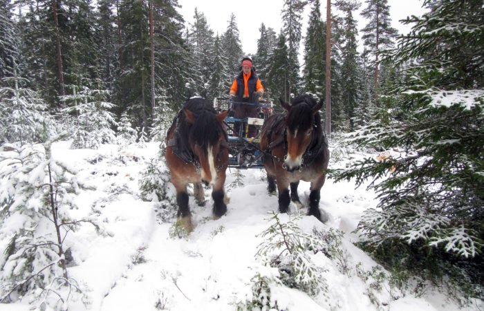 En ardenner och en nordsvensk brukshäst i par drar griplastarvagn genom snöbetäckt skogslandskap. Styrbjörn Kindströmer styr iklädd orange skogsmundering