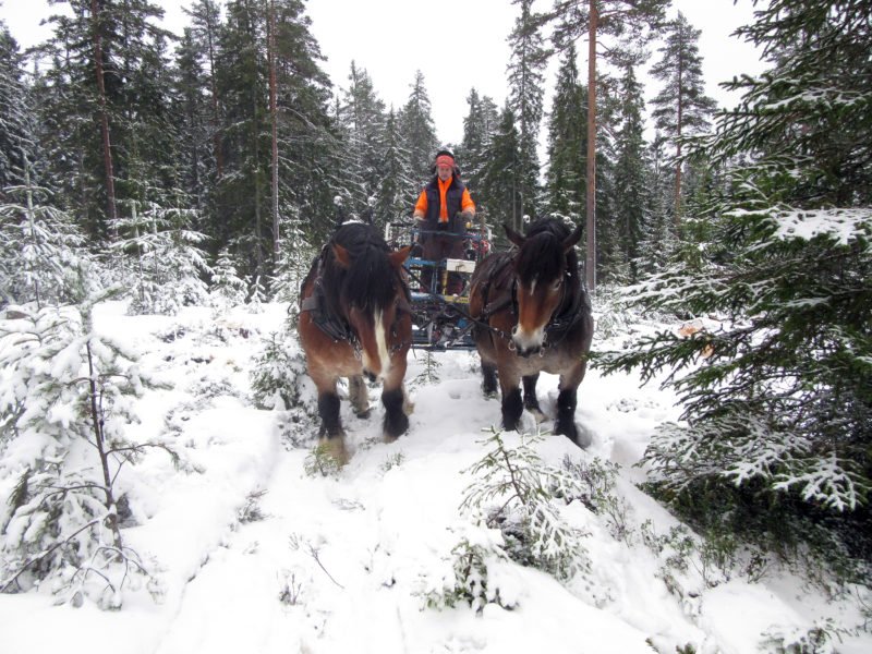 En ardenner och en nordsvensk brukshäst i par drar griplastarvagn genom snöbetäckt skogslandskap. Styrbjörn Kindströmer styr iklädd orange skogsmundering