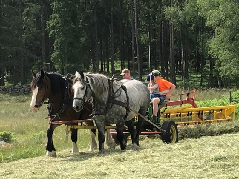 En skimmel och en brunfärgad häst i par på slåtteräng