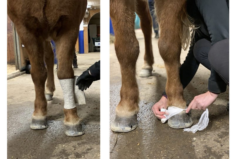 Frambenen på en islandshäst med två olika sorters påbörjade bandage. 