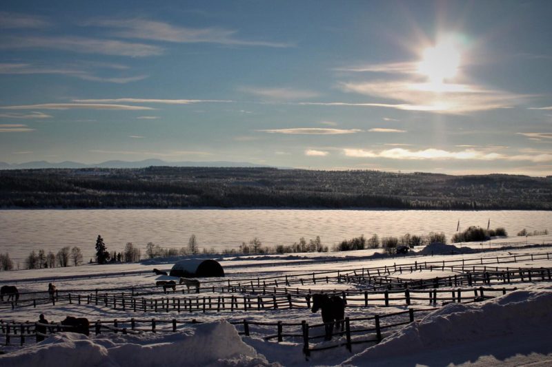 En bild över en gnistrande vinterdag i Jämtland. Hästar i hagar, snö på sjön och i fjärran syns fjällkedjan över skogen. 