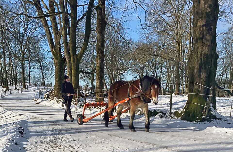 Nordsvensk brukshäst på plogad vinterväg tömkörs av kvinna
