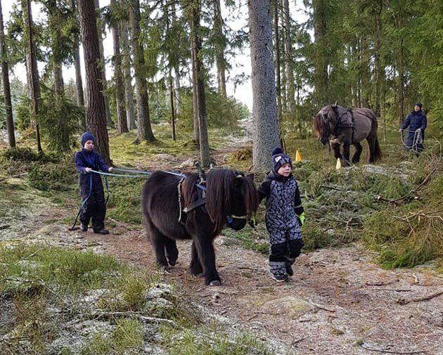 Ett barn tömkör en Shetlandsponny i skogen. Ett annat barn går vid sidan om ponnyn och håller den i tränset. I skogen bakom syns en storhäst