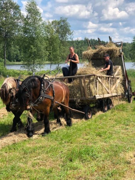 Två nordsvenska brukshästar drar ett hölass en somrig dag. 
