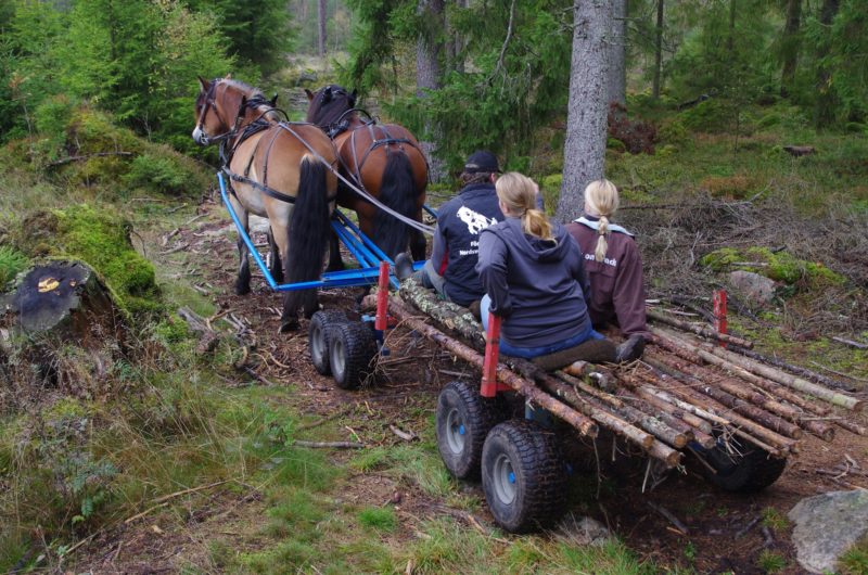 Två nordsvenskar drar vagn genom skogen. På vagnen lastad med ett lager timmer sitter två kvinnor bakom en man som håller i tömmarna. 