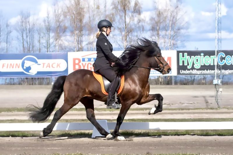 Kvinna rider brun islandshäst med svart man på ovalbana utomhus i gångarten tölt som visas i tävlingsformen Geadingafimi