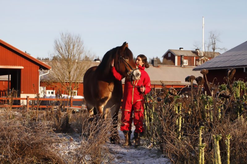 Kvinna i röd vinteroverall står bredvid en nordsvensk brukshäst i en trädgård i vinterskrud. I bakgrunden syns röda lador 