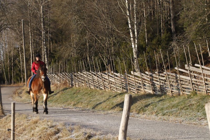 Kvinna rider barbacka på nordsvensk brukshäst på en grusväg bredvid en lång gärdesgård