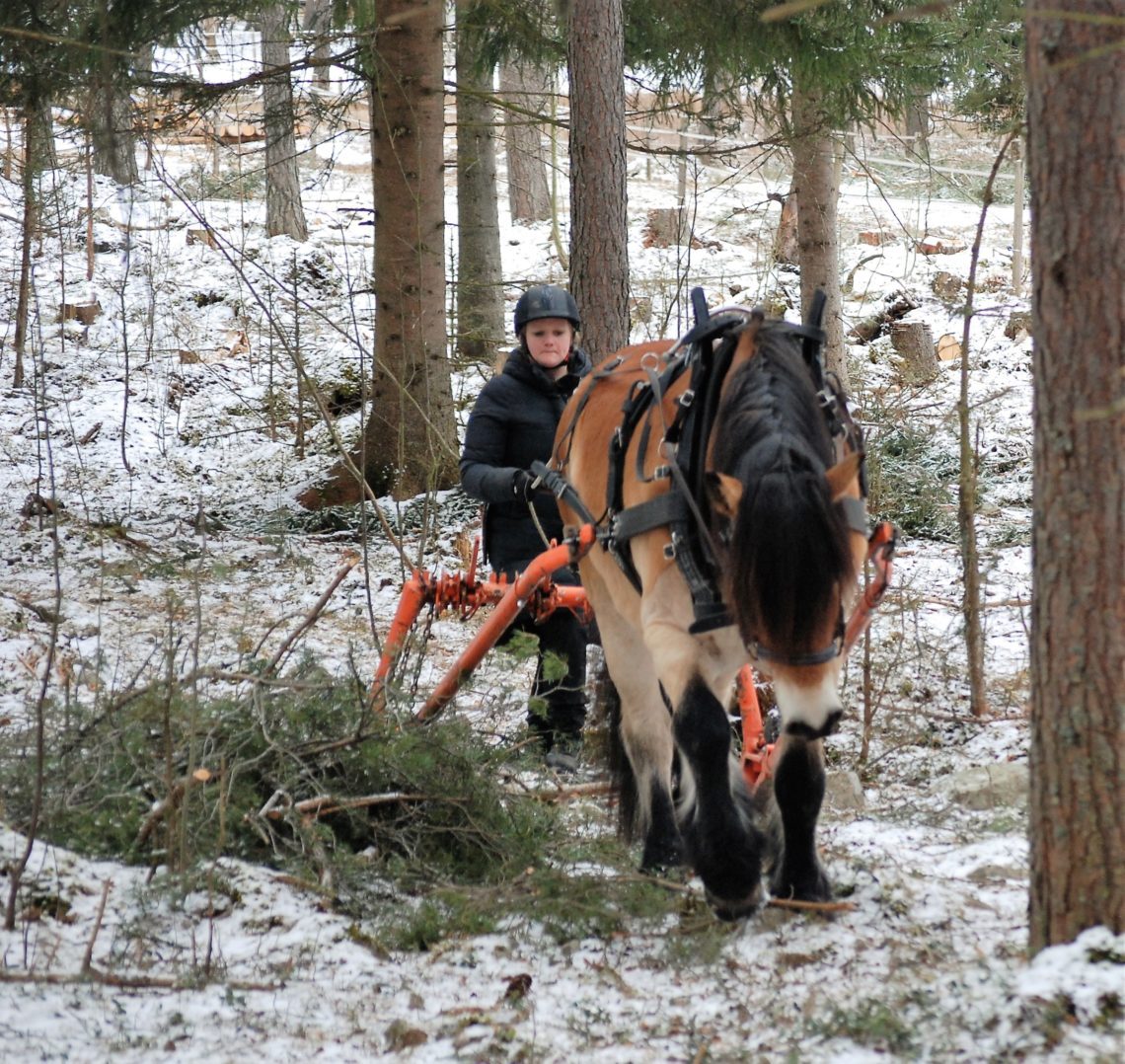 Ljusbrun nordsvensk med mjölmule drar skogsredskap i skog med tunt snötäcke på marken
