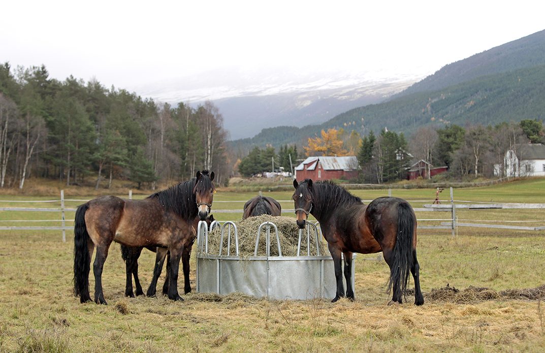 Hästar står i dalgång runt en foderhäck