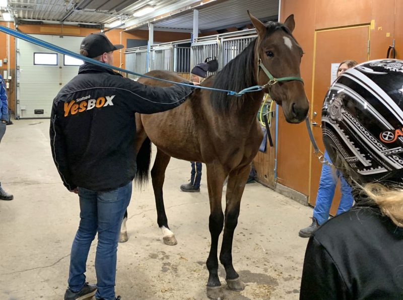 Brunt varmblod med svart man och svans och stjärn står uppställd i en stallgång. En man känner på hennes rygg.