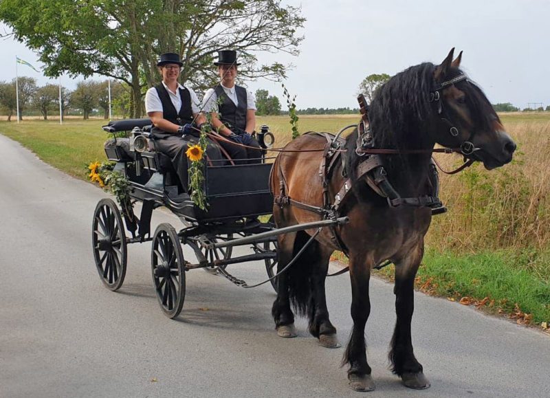 Två kvinnor kör häst och vagn. De är uppklädda i svart väst och hög hatt. 