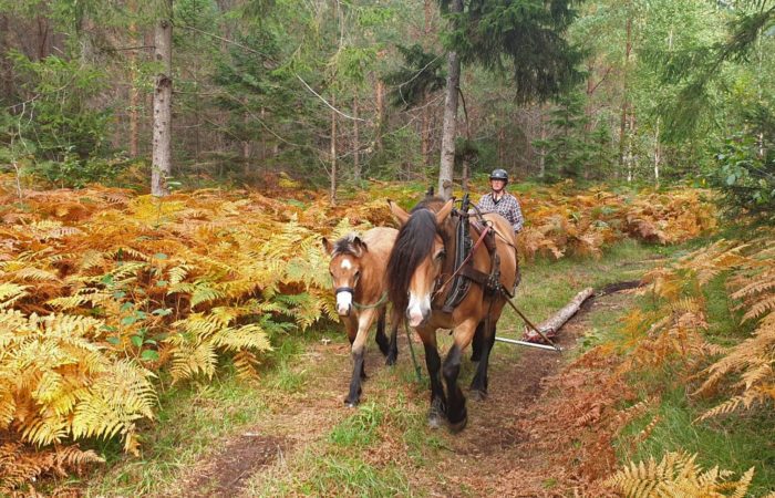 kvinna går bakom en nordsvensk brukshäst med en unghäst vid sidan och ett föl bredvid