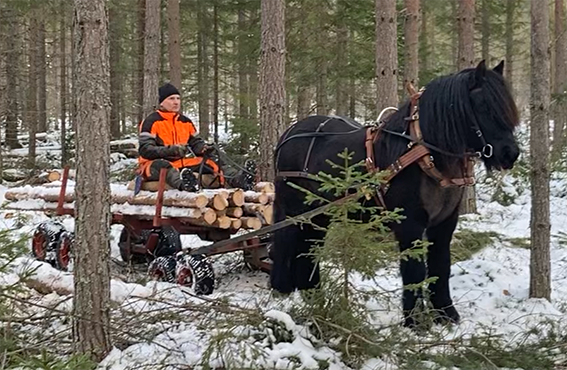 Man sitter på timmervagn och kör en svart nordsvensk häst genom skogen