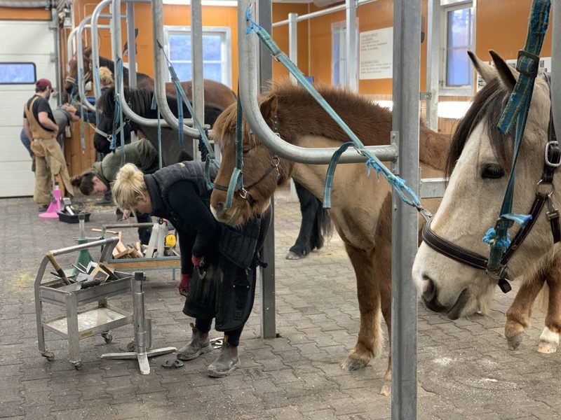 Fyra hästar står uppställda i hovslageriet på Wången. Sex elever jobbar med hästarna och man ser deras verktygsvagnar. Hästarna är kallblod, varmblod och en islandshäst.