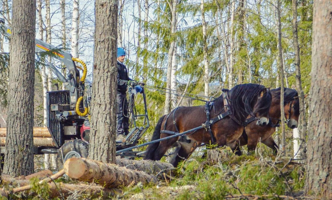 Man kör griplastarvagn i skogen med ett par nordsvenska hästar