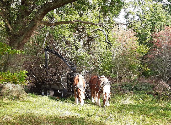 Två hästar står i en glänta i en skog förspända för griplastarvagn. De betar och solen lyser.