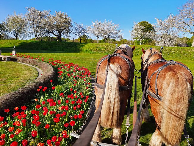 Två förspända ardennerhästar i en slottspark bredvid en blomrabatt med röda tulpaner som löper genom bilden.